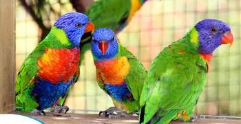 Le zoo de la Martinique
