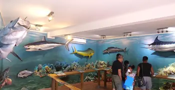 Le Musée de la Mer