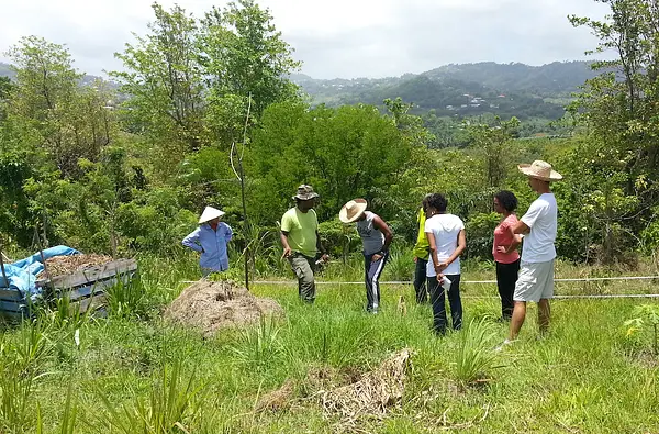 West Indian tips for growing your garden