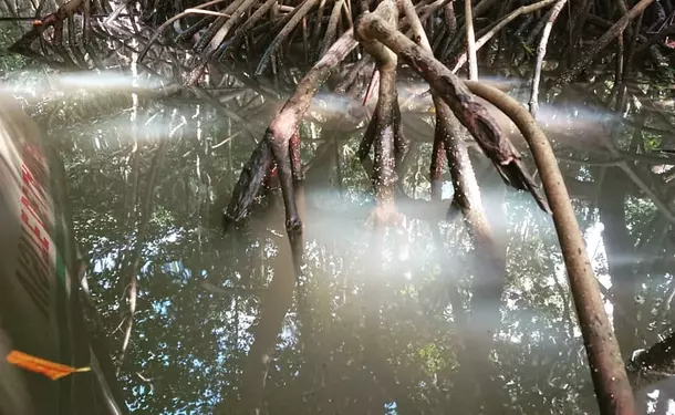 Immersion in the mangrove of Génipa