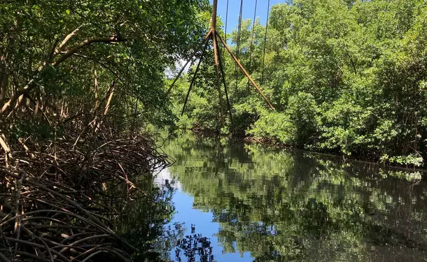 Immersion dans la mangrove de Génipa