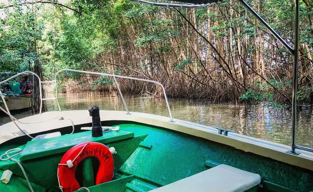 Immersion in the mangrove of Génipa