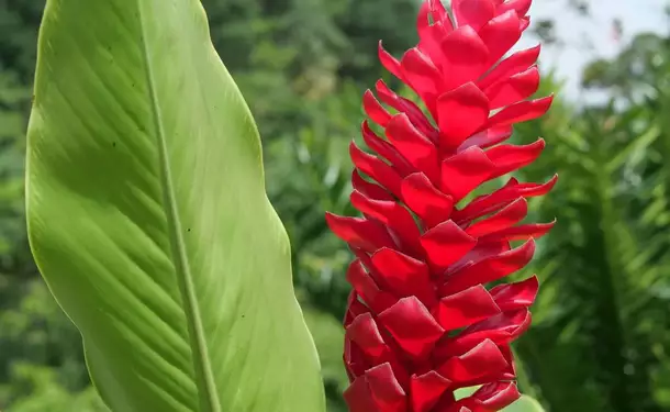 Le jardin de Balata