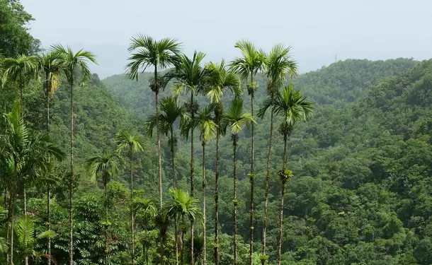 Le jardin de Balata