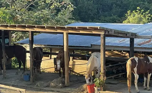 Cheval & rivière pour une balade enchantée