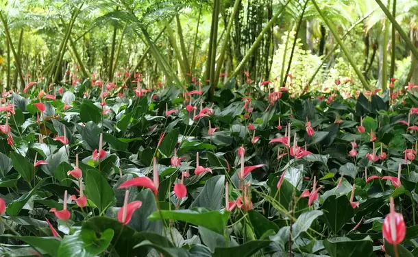Botanical Garden of Balata