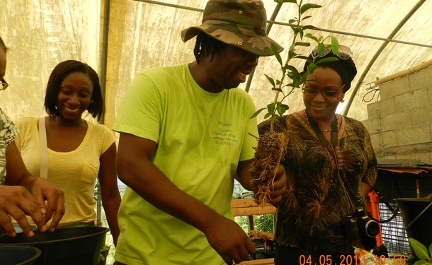 West Indian tips for growing your garden