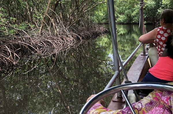 Immersion in the mangrove of Génipa