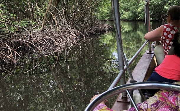 Immersion dans la mangrove de Génipa