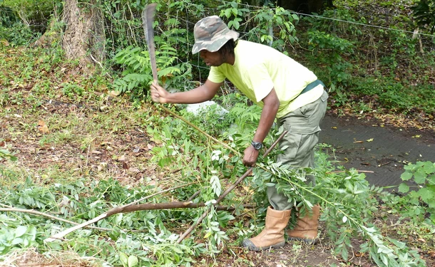 West Indian tips for growing your garden