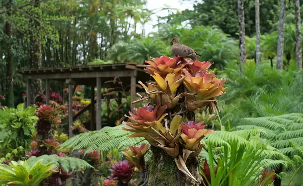 Le jardin de Balata