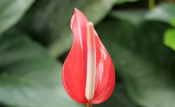 Botanical Garden of Balata