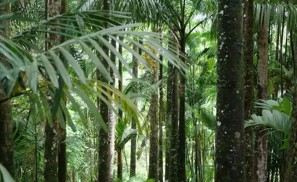 Le jardin de Balata