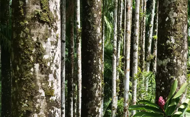 Botanical Garden of Balata
