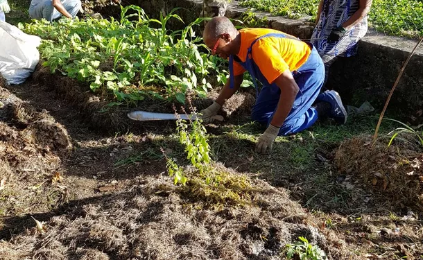 West Indian tips for growing your garden