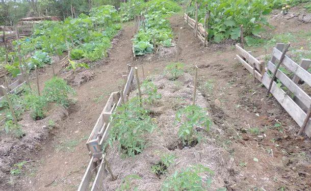 Des petites astuces antillaises pour faire pousser votre jardin