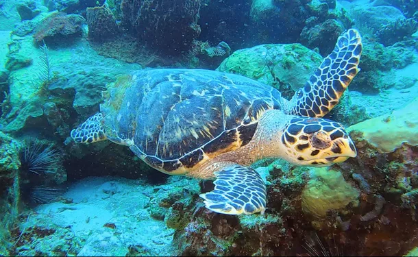First dive in the Caribbean Sea