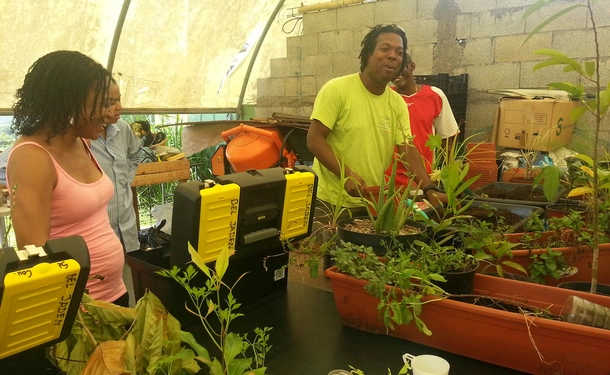 West Indian tips for growing your garden
