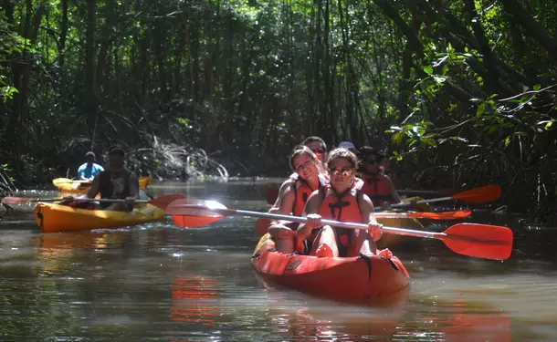 Kayaking in the mangrove of Trois-Ilets