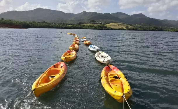 Kayaking in the mangrove of Trois-Ilets