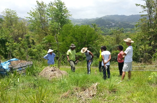 West Indian tips for growing your garden