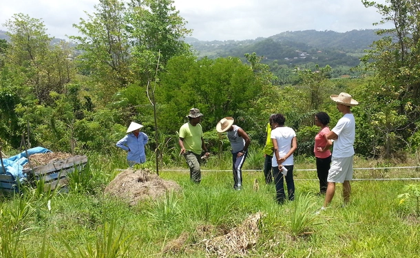 West Indian tips for growing your garden