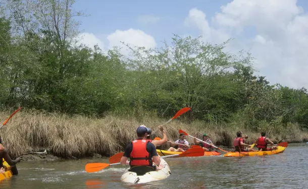 Kayaking in the mangrove of Trois-Ilets