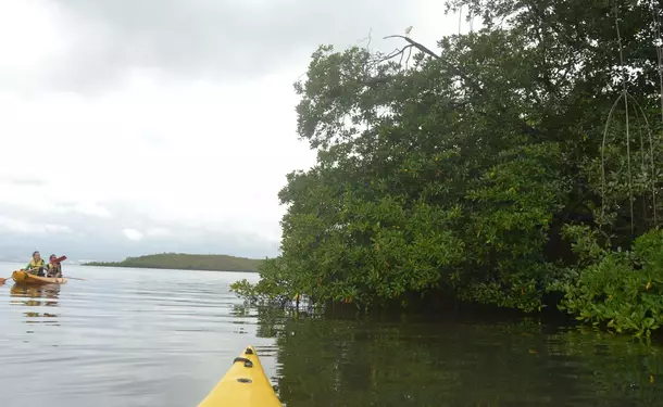 Kayaking in the mangrove of Trois-Ilets