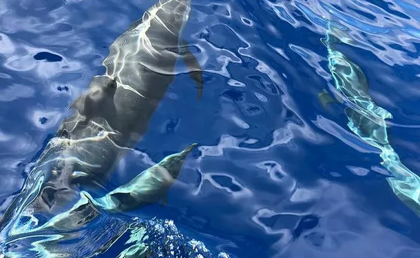 Observation of marine mammals and discovery of the coastline 