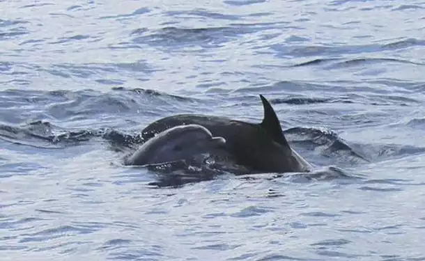 Observation des dauphins et découverte du littoral 