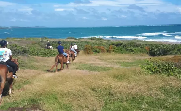 Balade à cheval le long de la côte littorale de l'anse Macabou