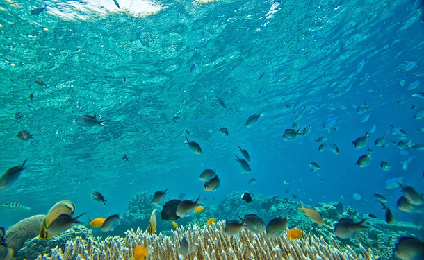 Scuba diving - Discovering the seabed