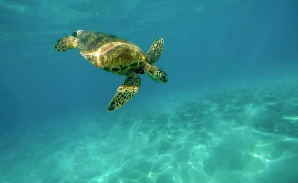 Baptême de plongée - A la découverte des fonds marins