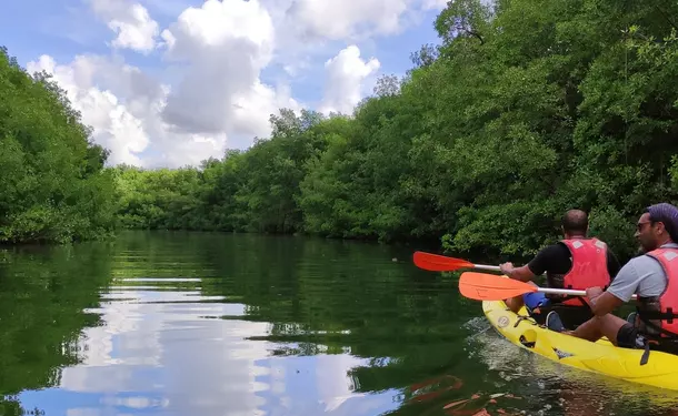 Petite randonnée guidée en Kayak dans la mangrove des Trois-Ilets