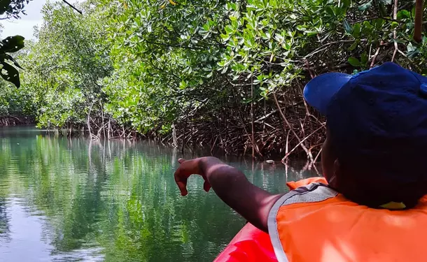 Petite randonnée guidée en Kayak dans la mangrove des Trois-Ilets