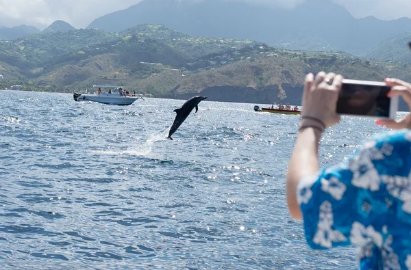 Matinée sur la côte caraïbe avec les dauphins