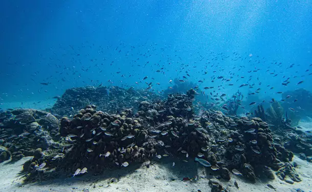 Snorkeling en bateau pour randonnée palmée (sur les coraux)
