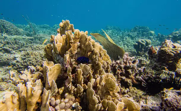 Webbed snorkeling by boat (on the corals)