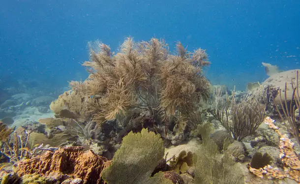 Webbed snorkeling by boat (on the corals)