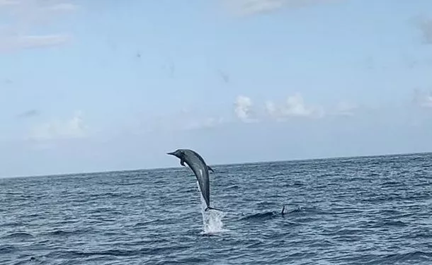 Observation of marine mammals and discovery of the coastline 
