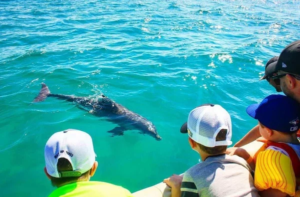 Observation des dauphins et découverte du littoral 