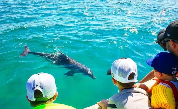Observation of marine mammals and discovery of the coastline 