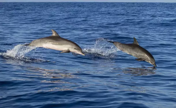 Catamaran, dolphin and diving day for a maximum of fun