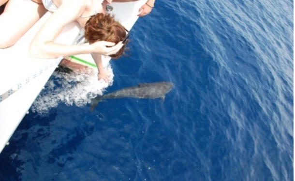 Catamaran and dolphin for a top half day