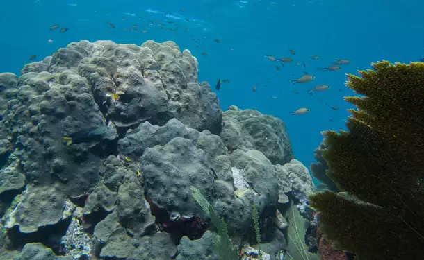 Webbed snorkeling by boat (on the corals)
