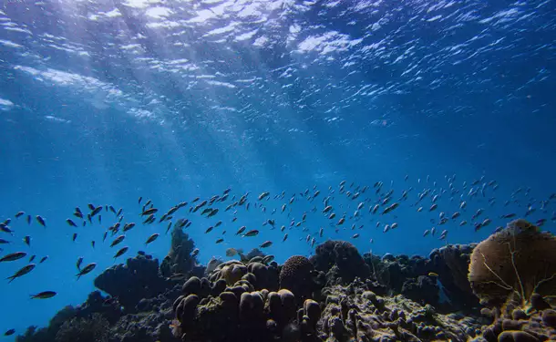 Webbed snorkeling by boat (on the corals)