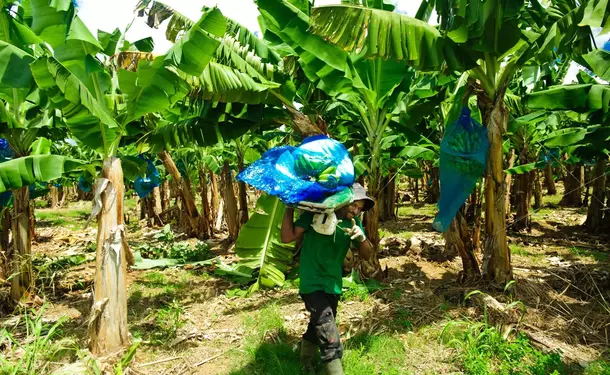 Journey to the heart of Martinique's plantations on the Little Train