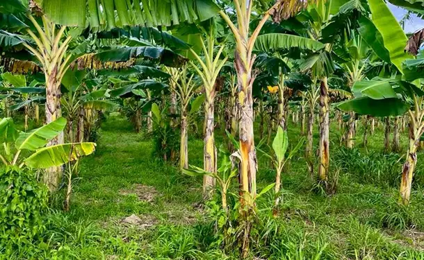 Journey to the heart of Martinique's plantations on the Little Train