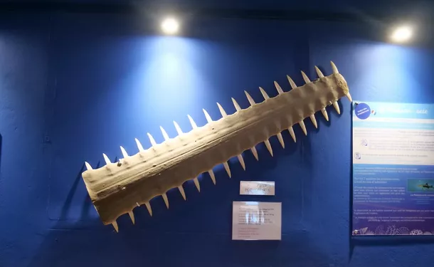 Sea Museum of Martinique