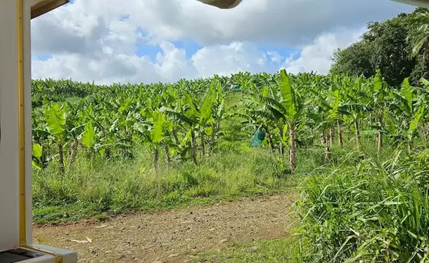 Journey to the heart of Martinique's plantations on the Little Train